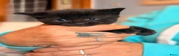 Mixed Breed cats for sale: 4 sunning long and short hair kittens - Advert 15