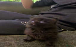 Maine Coon cats for sale: 2 Maine coon cross kittens - Advert 8