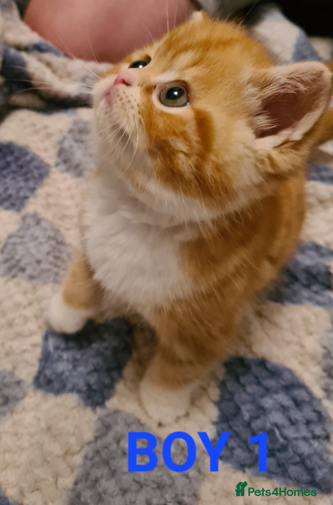 Persian cats for sale: Beautiful Persian X BSH Kittens  - Image 10