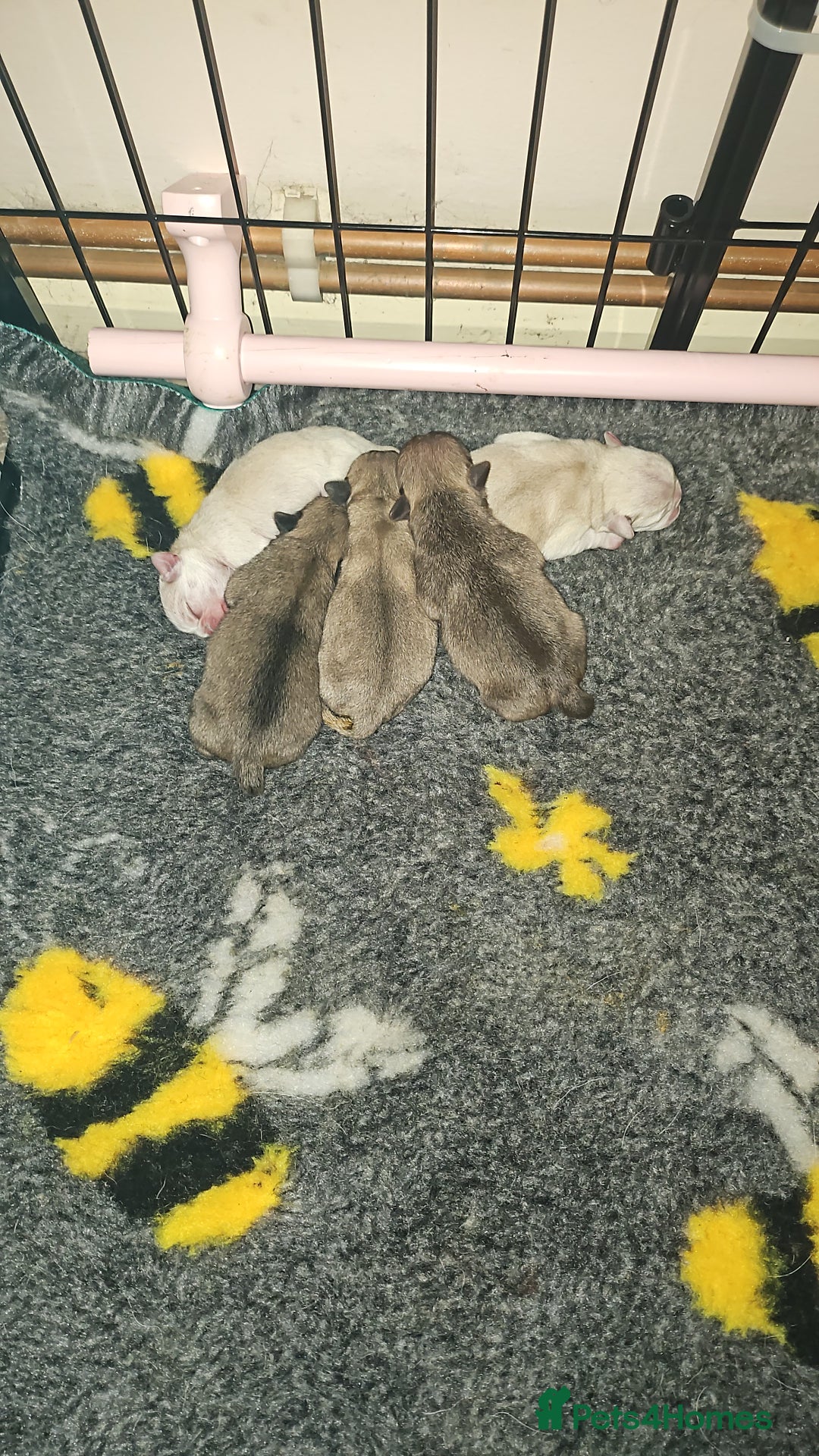 Pug dogs for sale: Pug puppies 2 Boys and 1 girl still available.  - Advert 4