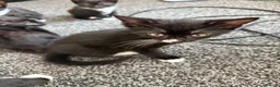 Mixed Breed cats for sale: 5 kittens for sale.  in Ashford - Advert 13