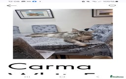 Maine Coon cats for sale: Pedigree GCCF Maine Coon Kitten available  - Image 5