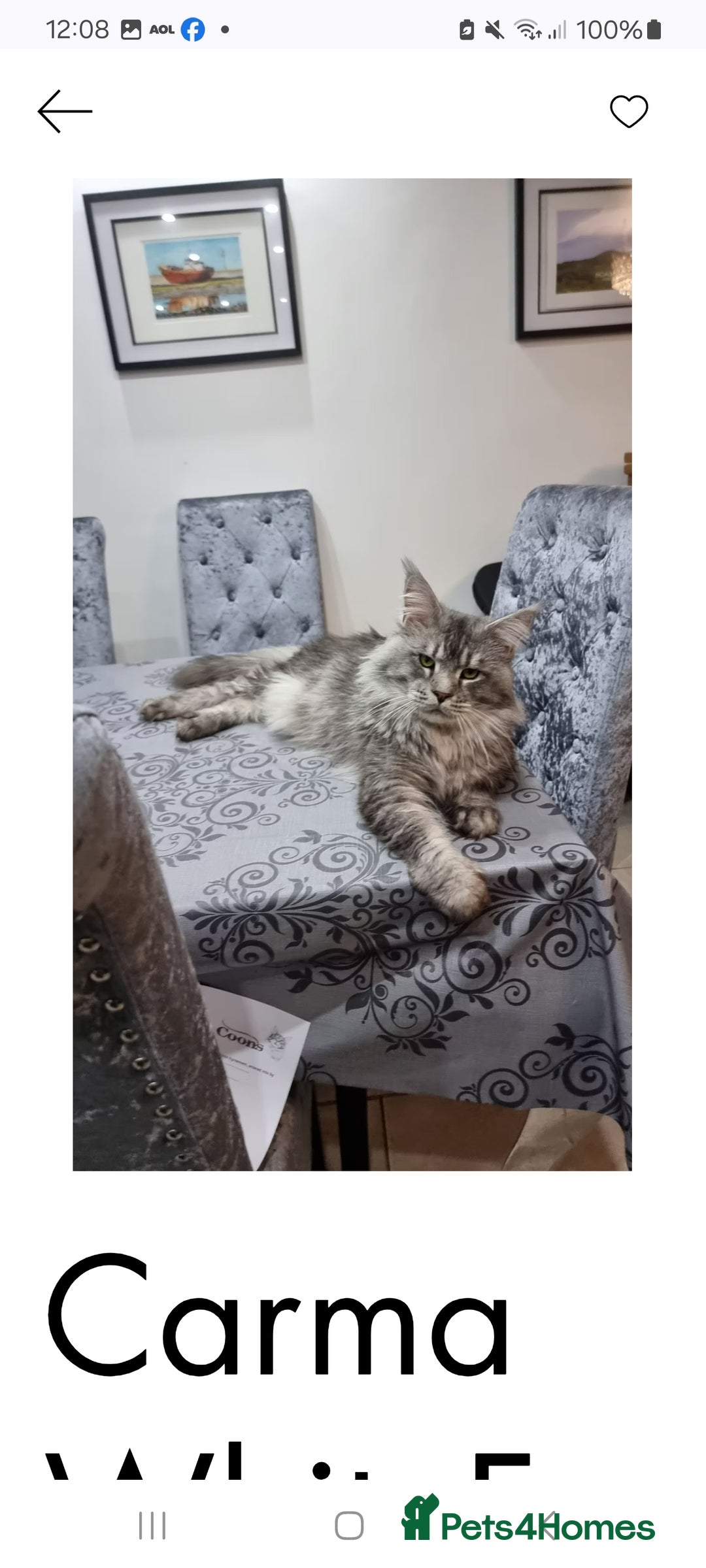Maine Coon cats for sale: Pedigree GCCF Maine Coon Kitten available  - Image 5