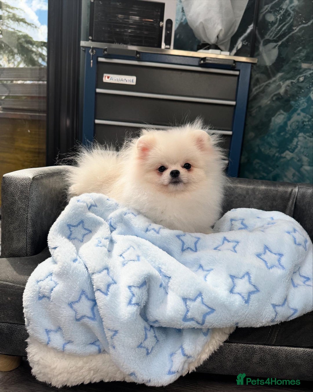 Pomeranian dogs for sale: Pomeranian Last Boy - Image 19