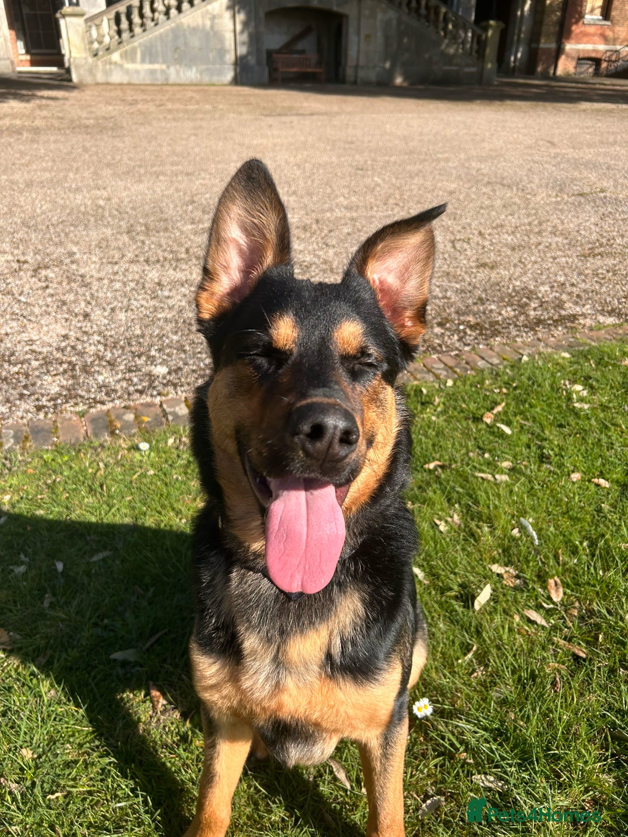 Mixed Breed dogs German shepherd x Rottweiler  - Advert 11