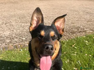 Mixed Breed dogs German shepherd x Rottweiler - Advert 11