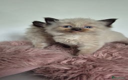Ragdoll cats for sale: Seal point ragdoll kittens - Image 6