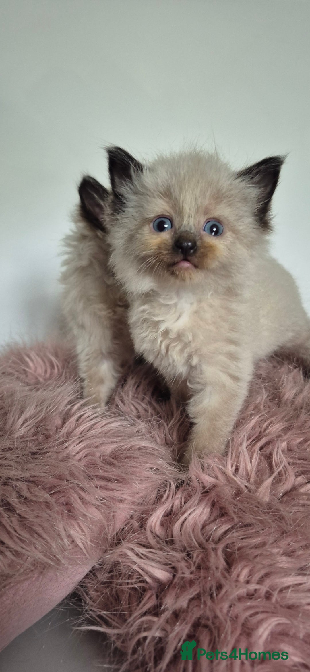 Ragdoll cats for sale: Seal point ragdoll kittens - Image 6