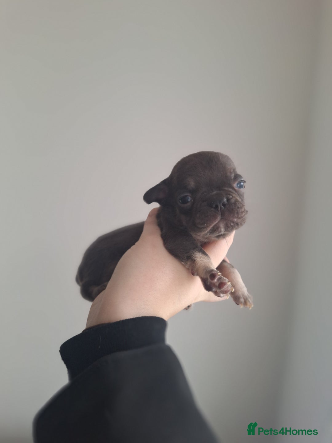 French Bulldog dogs for sale: French bulldog babies  - Advert 6