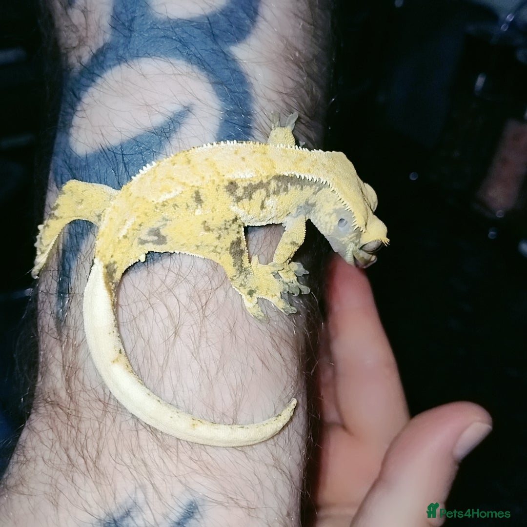 Gecko reptiles for sale: Crested  - Image 14