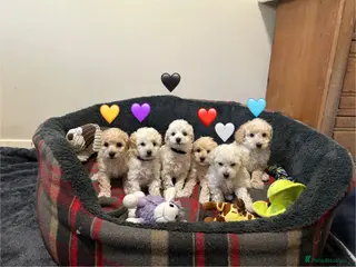Toy Poodle dogs 5⭐️TOY Poodle Puppies⭐️ Champagne and Golden ⭐️ - Advert 1