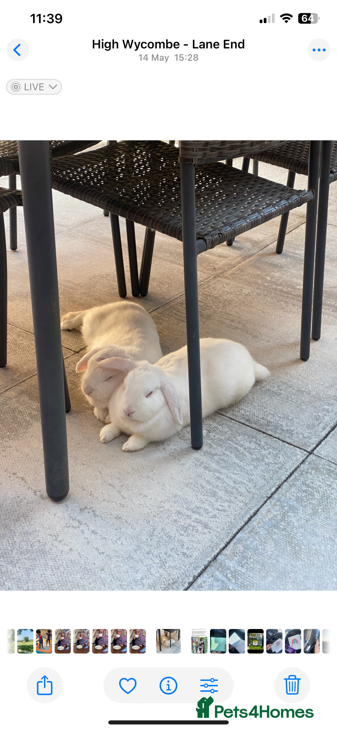 English Lop rabbits for sale: Elsa and Anna - Image 4