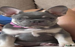 French Bulldog dogs for sale: 12 weeks. Finding a lovely home for our frenchie.  - Image 4