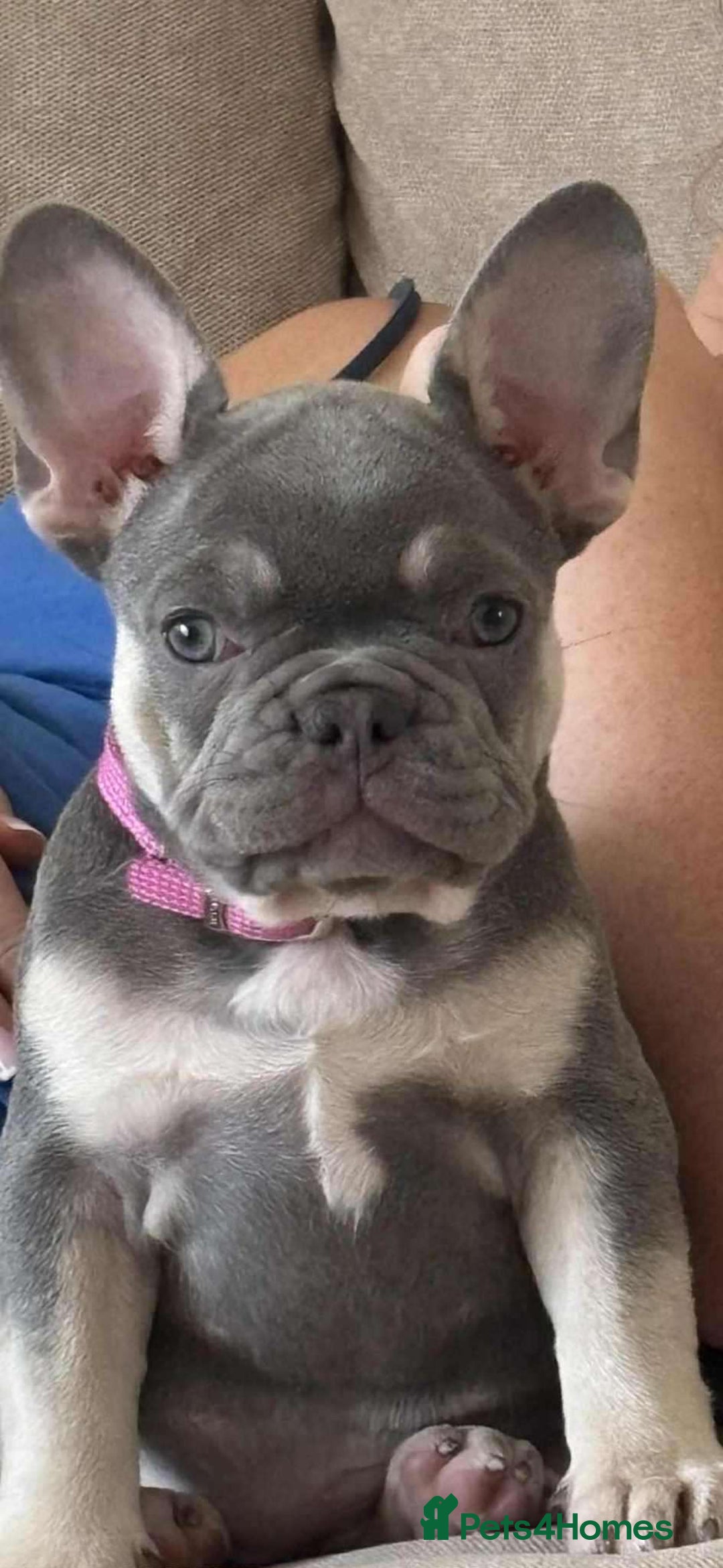 French Bulldog dogs for sale: 12 weeks. Finding a lovely home for our frenchie.  - Image 4