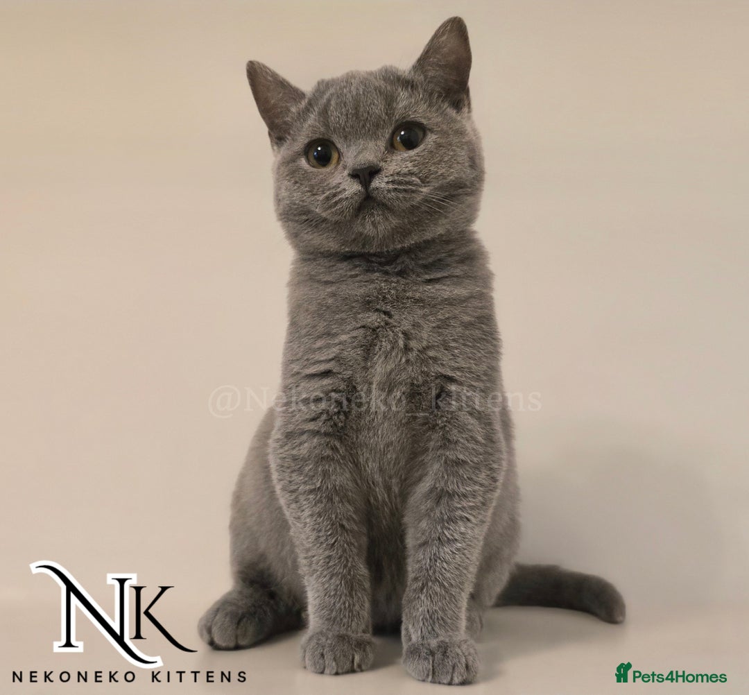 British Shorthair cats for sale: GORGEOUS GCCF REG TEDDYS 🐻🧸 READY TO LEAVE ❗️❗️ - Image 12