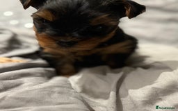Yorkshire Terrier dogs for sale: Beautiful Yorkie Puppy – 1 Girl Available - Image 4