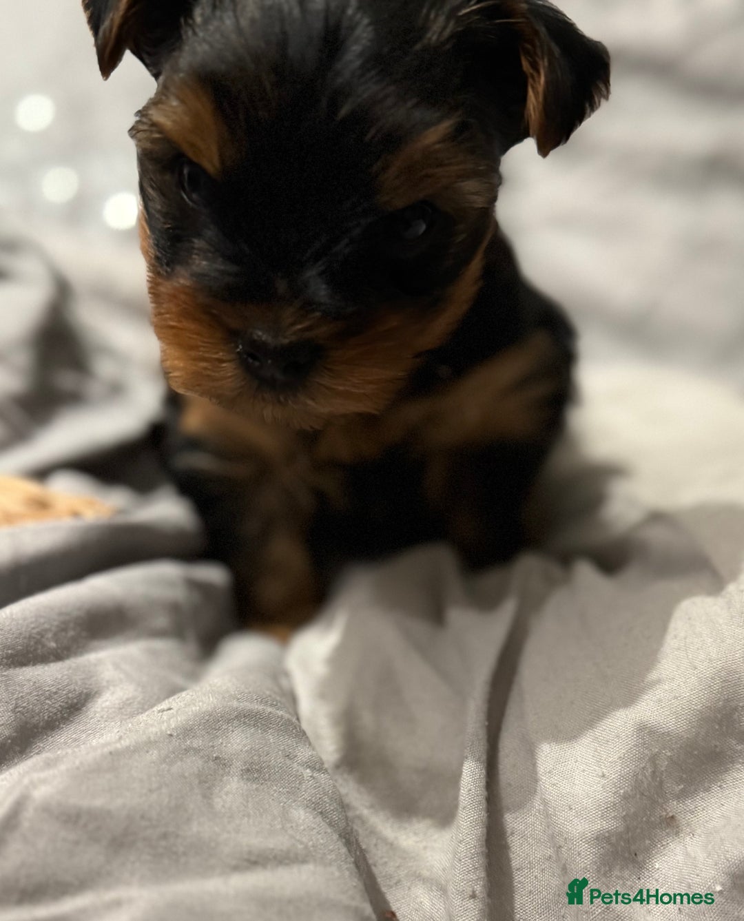 Yorkshire Terrier dogs for sale: Beautiful Yorkie Puppy – 1 Girl Available - Image 4