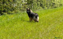 German Shepherd dogs for sale: GERMAN SHEPHERD LONG COATED PUPPIES - Image 17