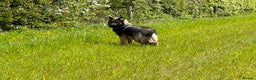German Shepherd dogs for sale: GERMAN SHEPHERD LONG COATED PUPPIES - Advert 17