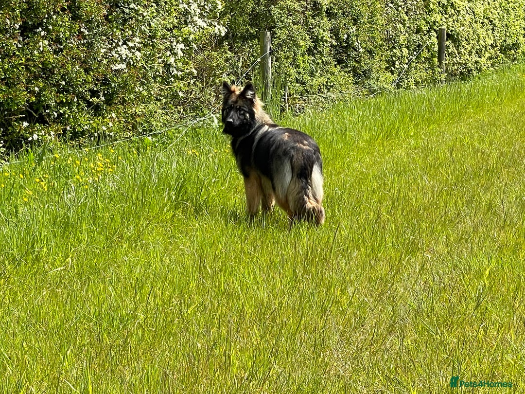 German Shepherd dogs for sale: GERMAN SHEPHERD LONG COATED PUPPIES - Image 17