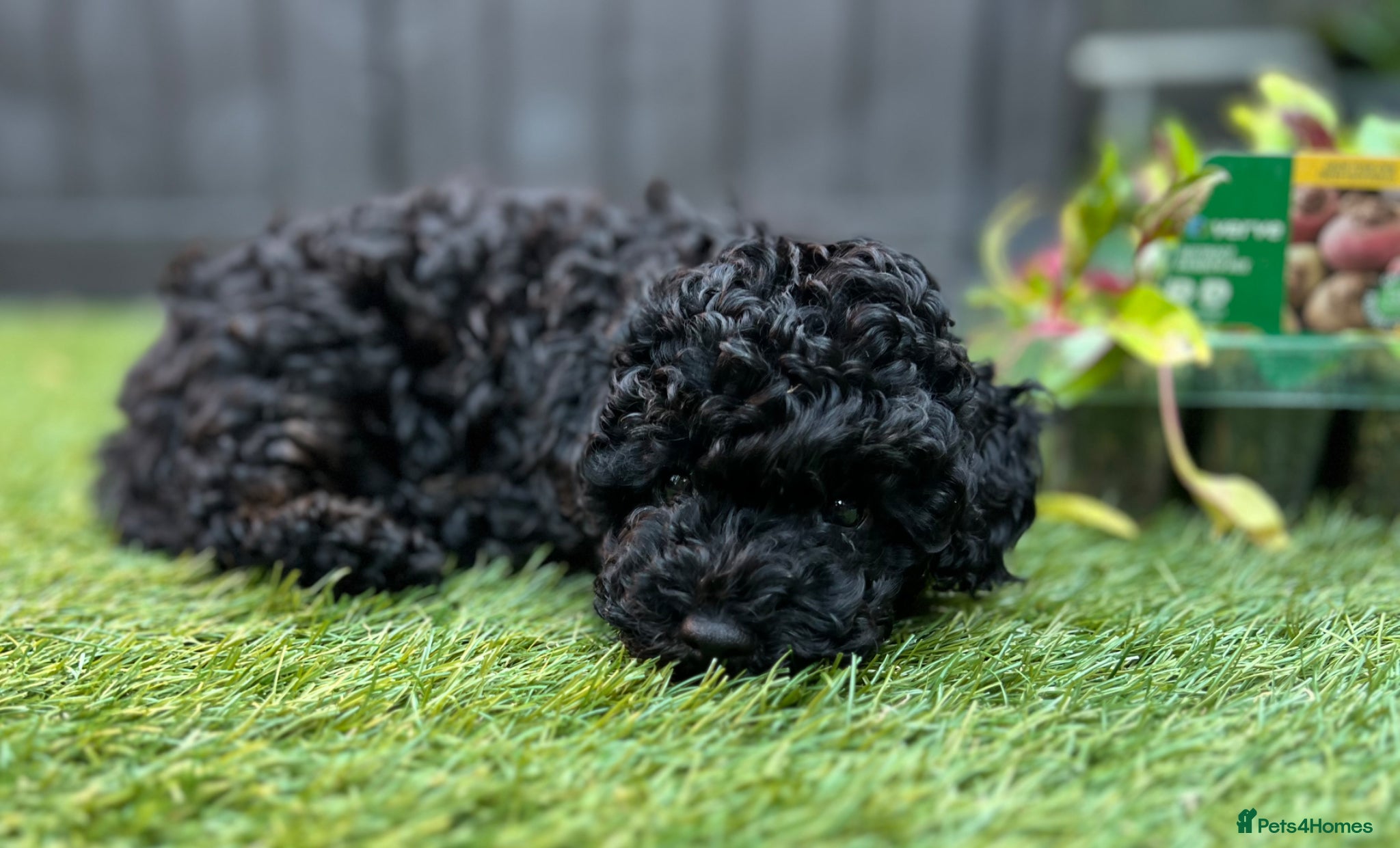 Toy Poodle dogs Female Toy Poodle  - Advert 14