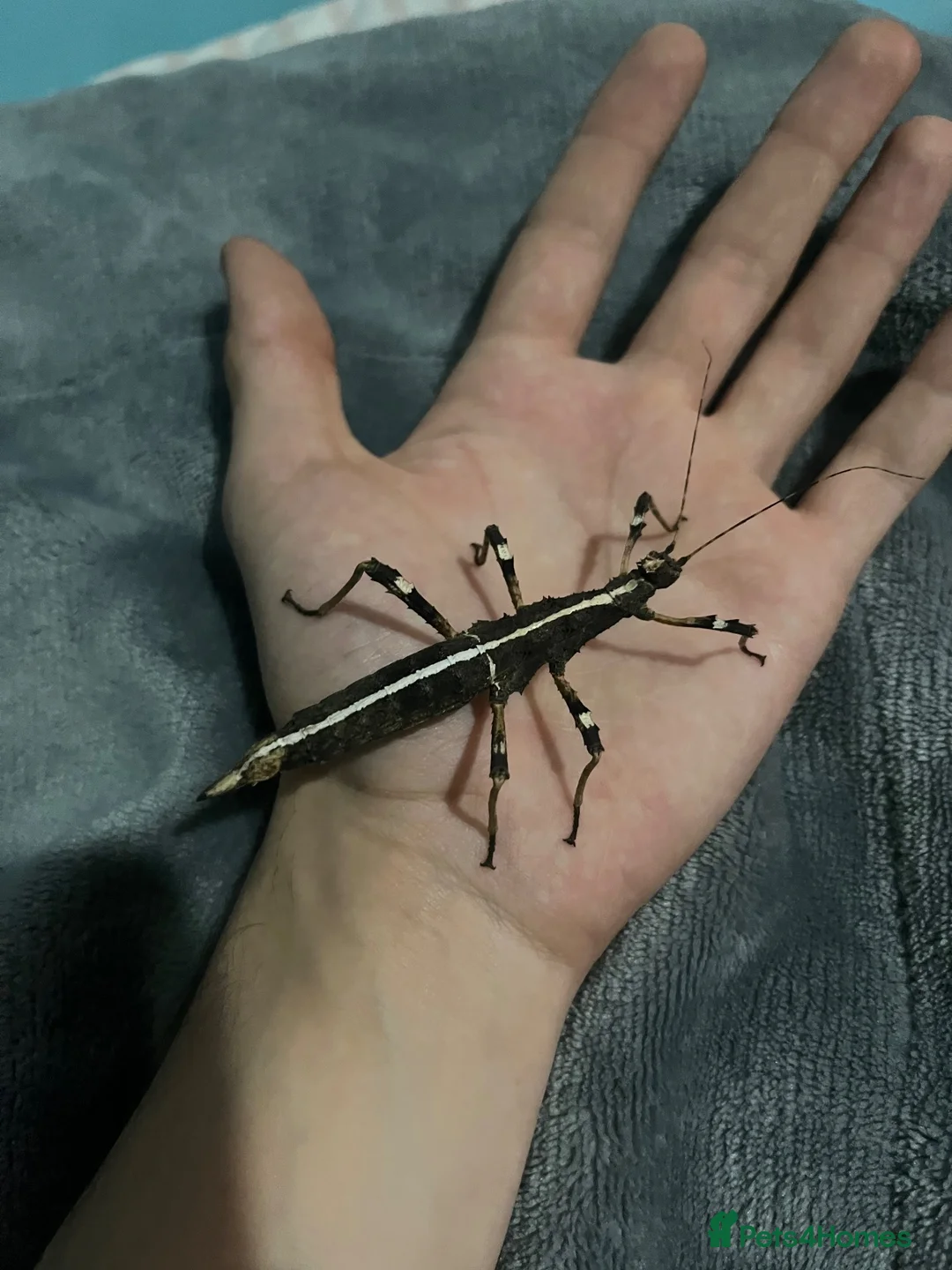 Stick Insects invertebrates for sale: Stick insects and eggs available  in Plymouth - Advert 4