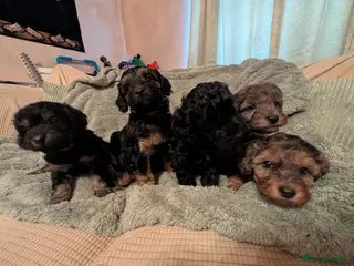 Cockapoo dogs F2b cockapoo pups Super Cute. Health test parents - Advert 12