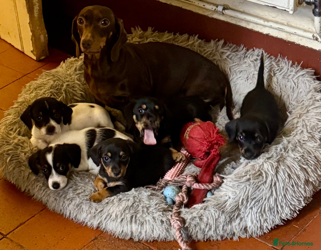 Mixed Breed dogs for sale: Norfolk Sausages Mini Dachshund x Norfolk terrier  - Image 4