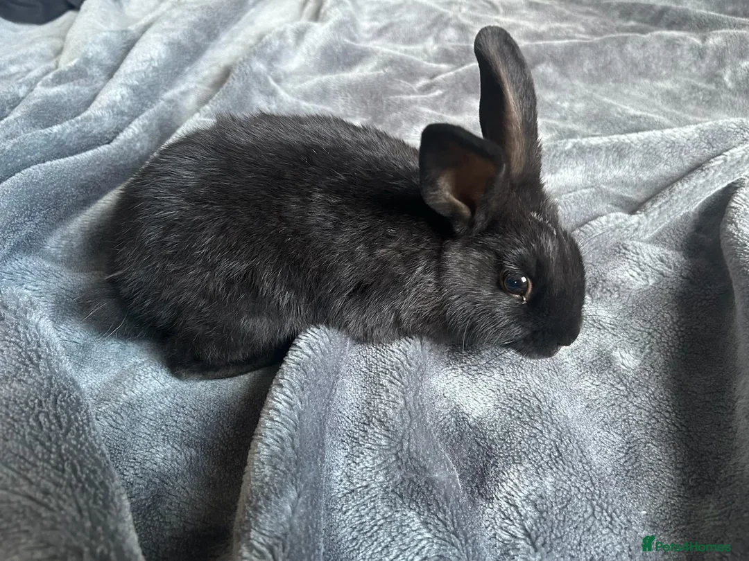 Tri Coloured Dutch rabbits for sale: Dutch rabbits  in Milton Keynes - Advert 2