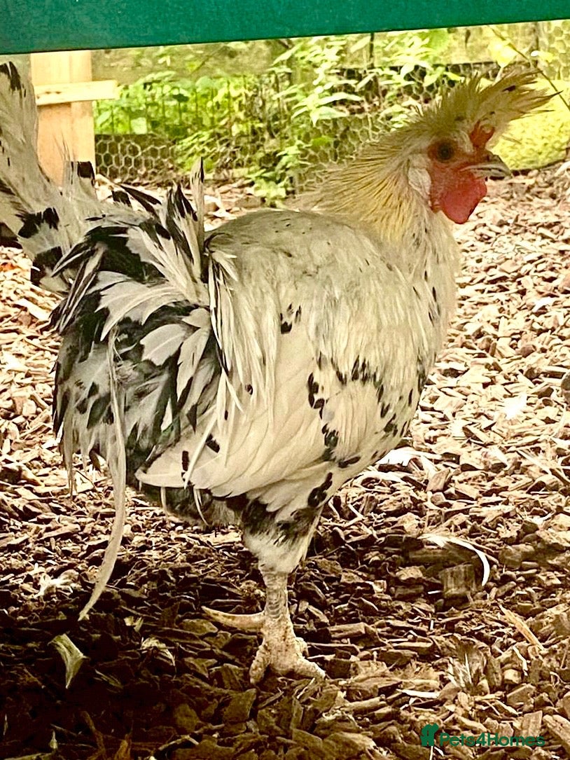 Chickens poultry Appenzeller Cockerel and or 4 Hens - Advert 1