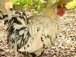 Chickens poultry Appenzeller Cockerel and or 4 Hens - Advert 1