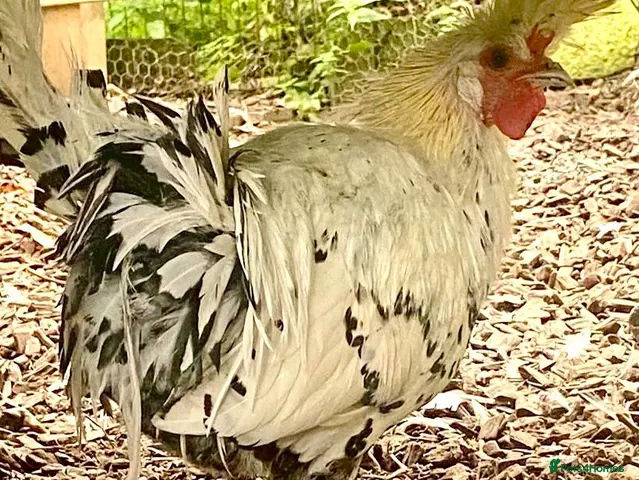 Chickens poultry Appenzeller Cockerel and or 4 Hens - Advert 16