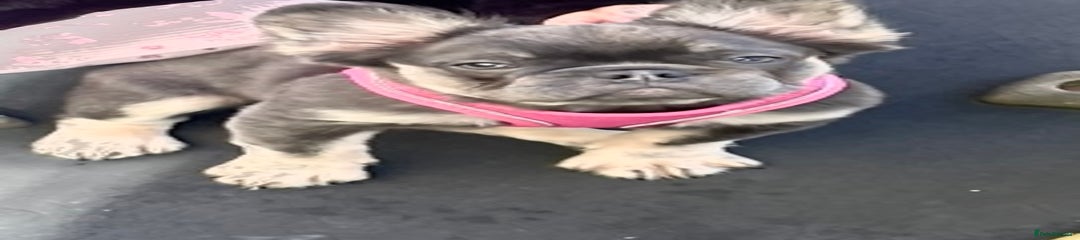 French Bulldog Puppy 2