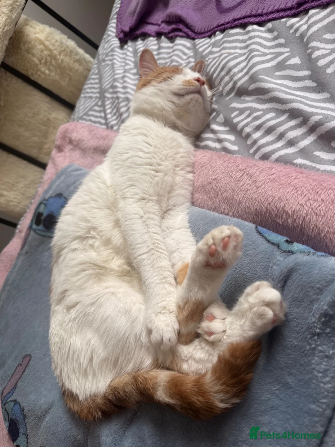 British Shorthair cats for sale: 2 year old British shorthair  in Nottingham - Advert 7