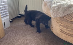 Mixed Breed dogs for sale: German shepherd cross Tibetan mastiff - Image 8