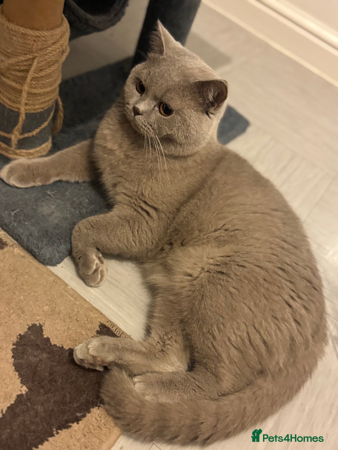 British Shorthair cats for sale: British shorthair Cats  - Advert 3