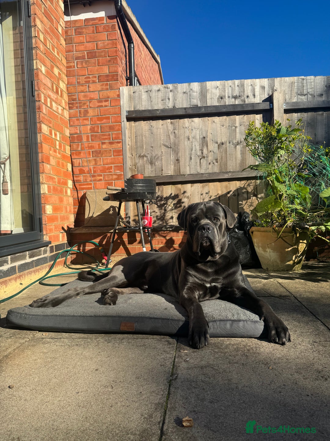 Cane Corso dogs for stud: Kain - For Stud - Image 9