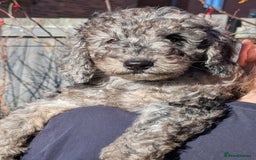 Australian Labradoodle dogs for sale: Ready Now !  Miniature Australian Labradoodles - Image 3