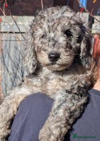Australian Labradoodle dogs - Advert 7