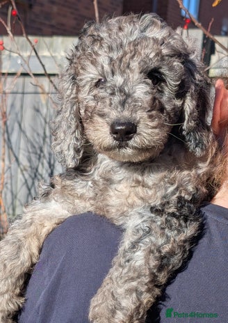 Australian Labradoodle dogs - Advert 3