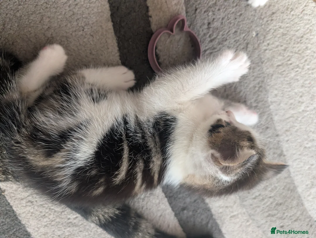 Mixed Breed cats for sale: Beautiful kittens  in Southampton - Advert 14