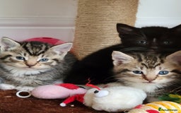Mixed Breed cats for sale: 4 adorable kittens for sale - Image 8