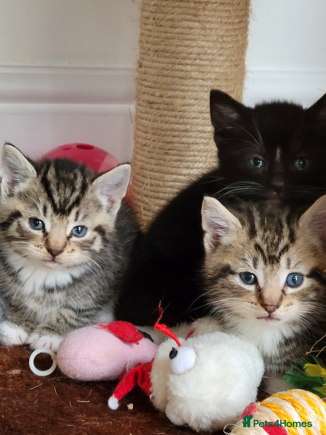 Mixed Breed cats for sale: 4 adorable kittens for sale - Image 8