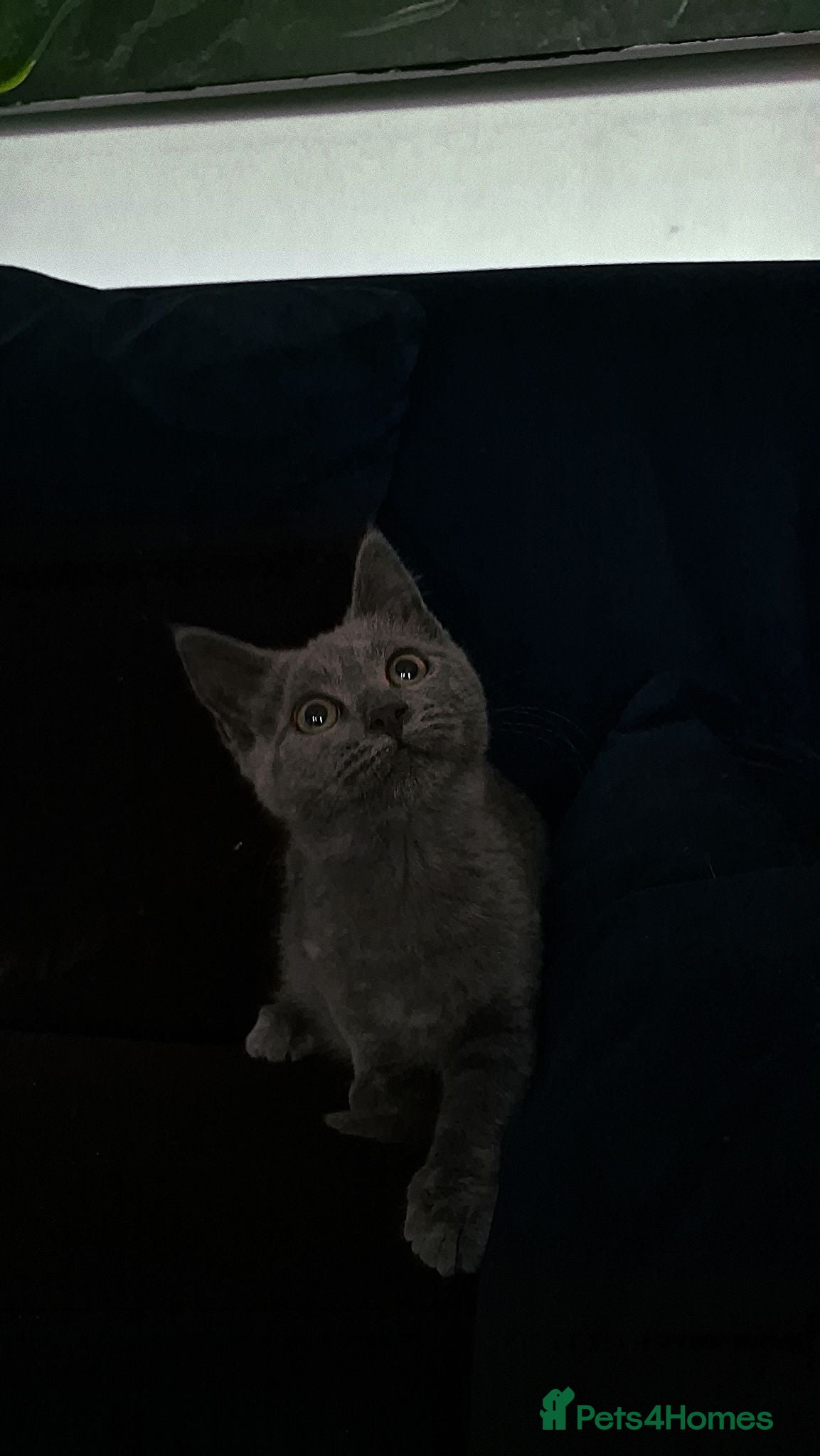 Russian Blue cats Gorgeous russian blue kitten for sale  - Advert 3