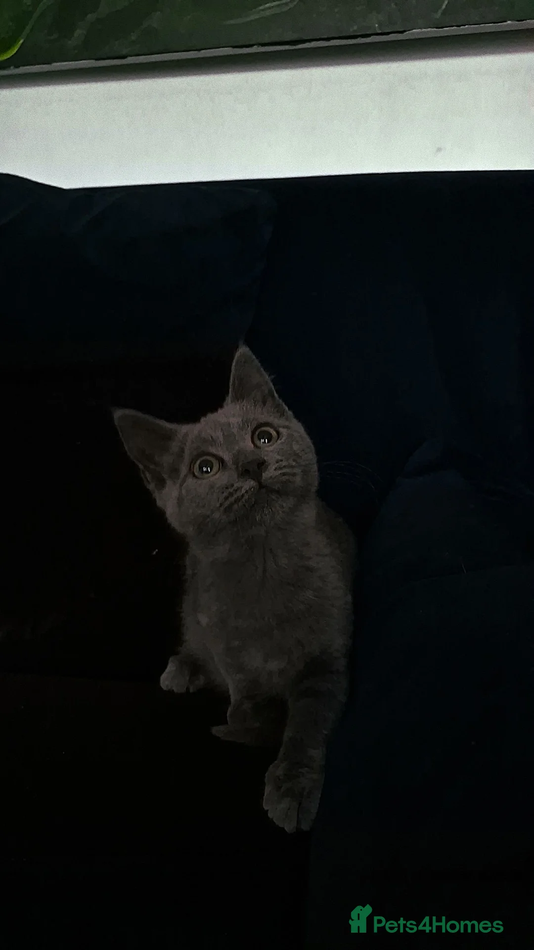 Russian Blue cats for sale: Gorgeous russian blue kitten for sale  - Advert 1