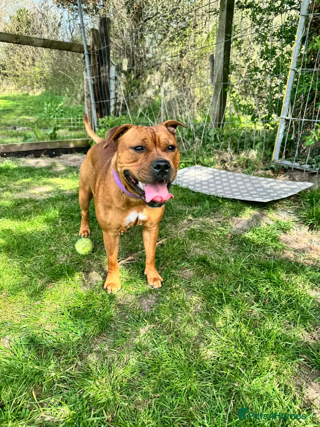 Staffordshire Bull Terrier dogs for sale: Stunning red dog puppies  - Advert 14