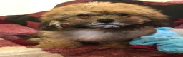 Shihpoo dogs for sale: shihpoo puppies for sale  - Advert 4