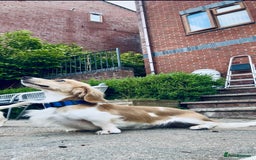 Miniature Dachshund dogs for sale: Kc Reg Cream Piebald - Male - Image 1