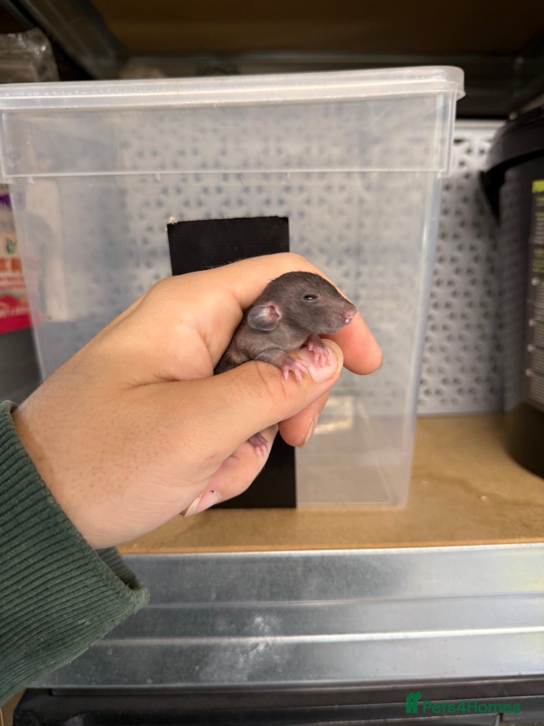 Rat rodents for sale: Dwarf Rats  - Image 13