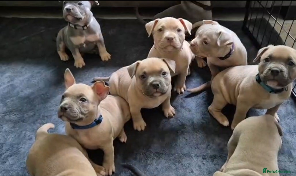 American Bully dogs for sale: American Bully Puppies - Advert 5